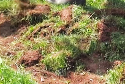 Rasen entfernen - Gartenfrse ExperteGartenfrse Experte